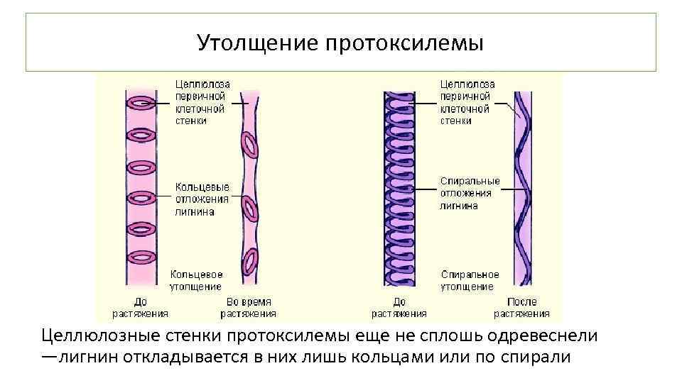 Утолщение протоксилемы Целлюлозные стенки протоксилемы еще не сплошь одревеснели —лигнин откладывается в них лишь