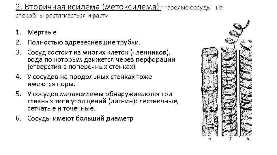 Первичная флоэма. Первичная Ксилема и вторичная Ксилема. Первичная и вторичная Ксилема и флоэма. Первичная флоэма и вторичная флоэма. Ксилема корня.