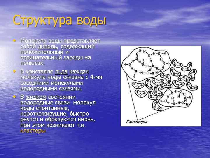 Структура воды • Молекула воды представляет • • собой диполь, содержащий положительный и отрицательный