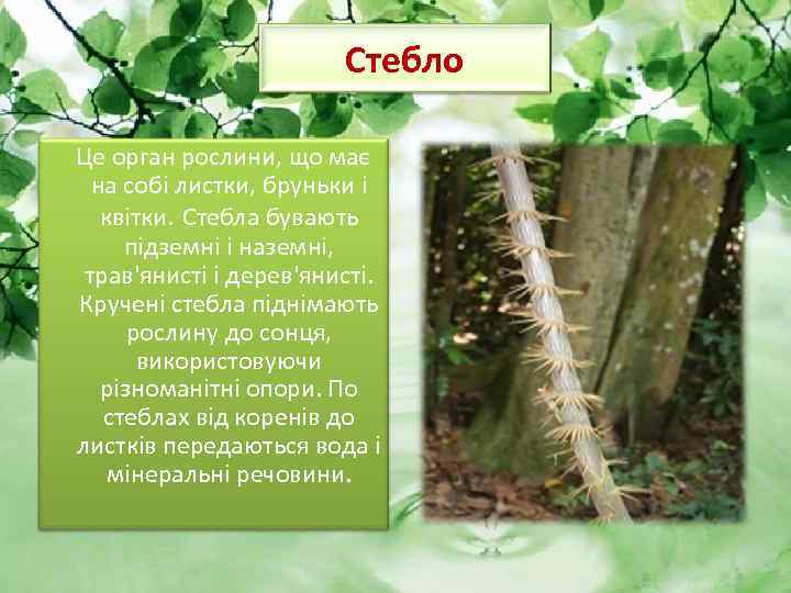 Стебло Це орган рослини, що має на собі листки, бруньки і квітки. Стебла бувають