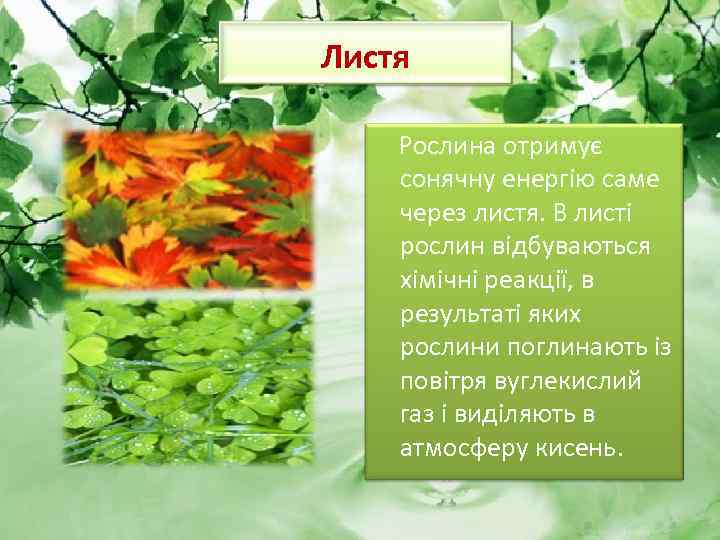 Листя Рослина отримує сонячну енергію саме через листя. В листі рослин відбуваються хімічні реакції,