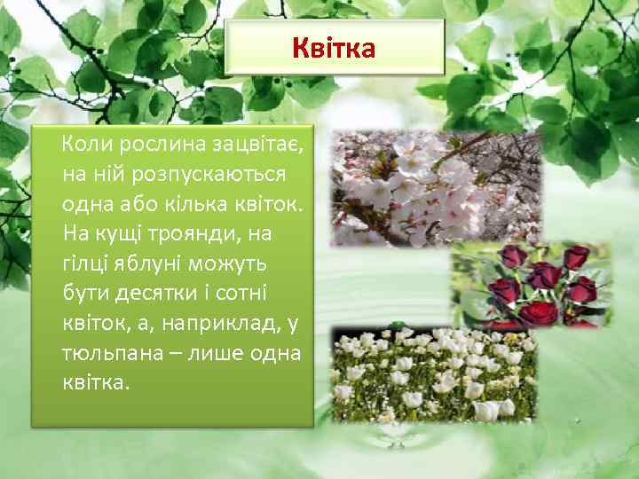 Квітка Коли рослина зацвітає, на ній розпускаються одна або кілька квіток. На кущі троянди,