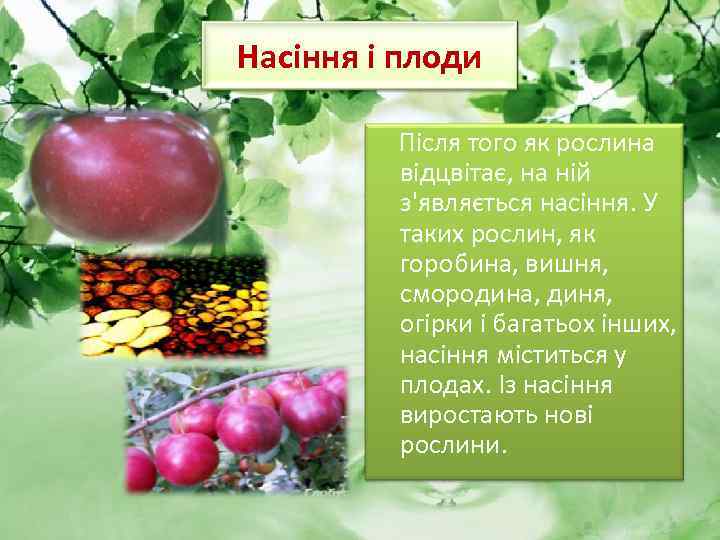 Насіння і плоди Після того як рослина відцвітає, на ній з'являється насіння. У таких