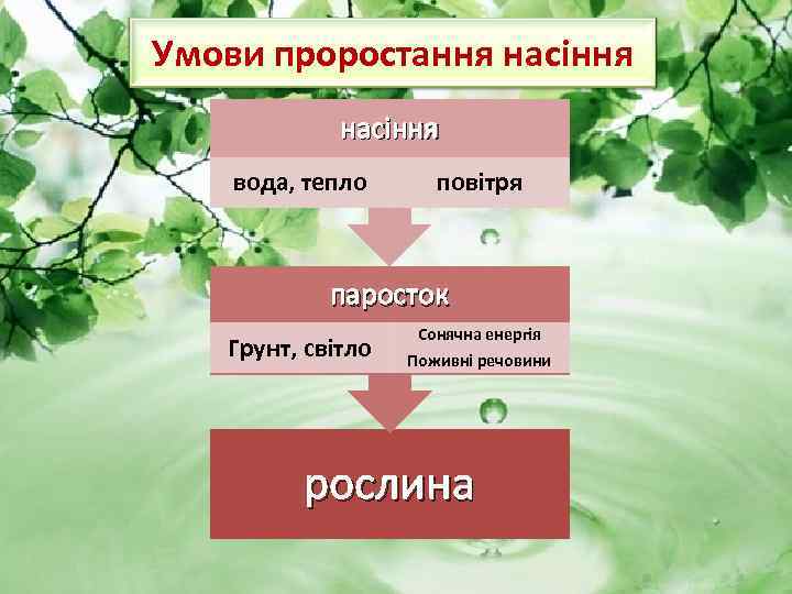 Умови проростання насіння вода, тепло повітря паросток Грунт, світло Сонячна енергія Поживні речовини рослина