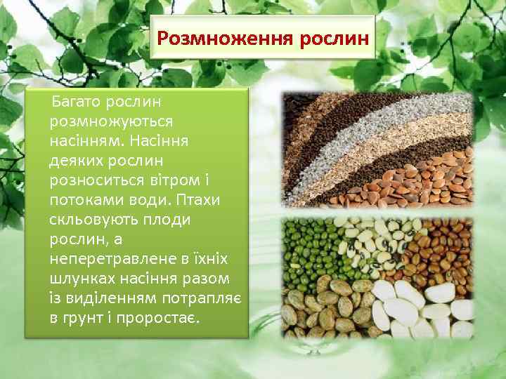 Розмноження рослин Багато рослин розмножуються насінням. Насіння деяких рослин розноситься вітром і потоками води.