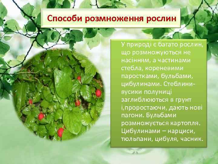 Способи розмноження рослин У природі є багато рослин, що розмножуються не насінням, а частинами