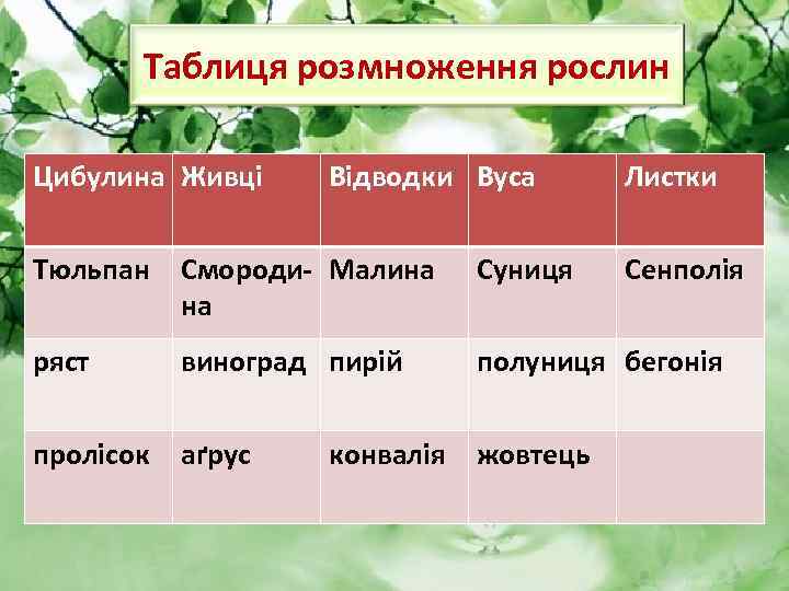 Таблиця розмноження рослин Цибулина Живці Відводки Вуса Листки Тюльпан Смороди- Малина на Суниця ряст