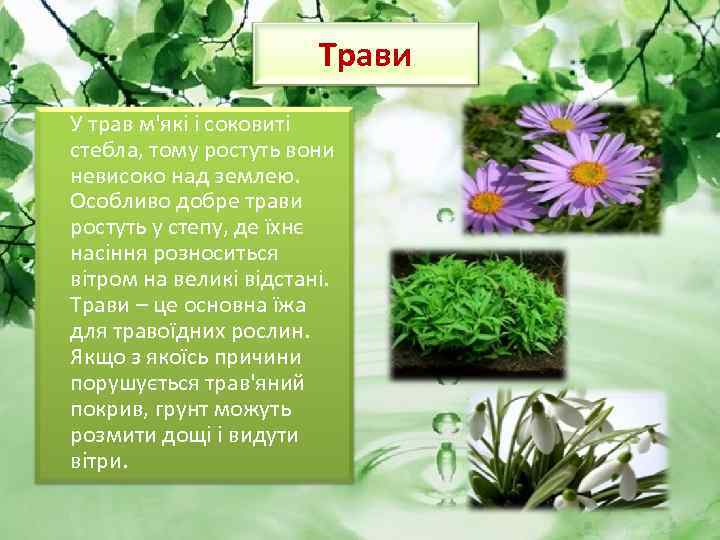 Трави У трав м'які і соковиті стебла, тому ростуть вони невисоко над землею. Особливо