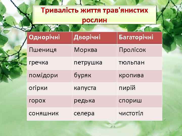 Тривалість життя трав'янистих рослин Однорічні Дворічні Багаторічні Пшениця Морква Пролісок гречка петрушка тюльпан помідори