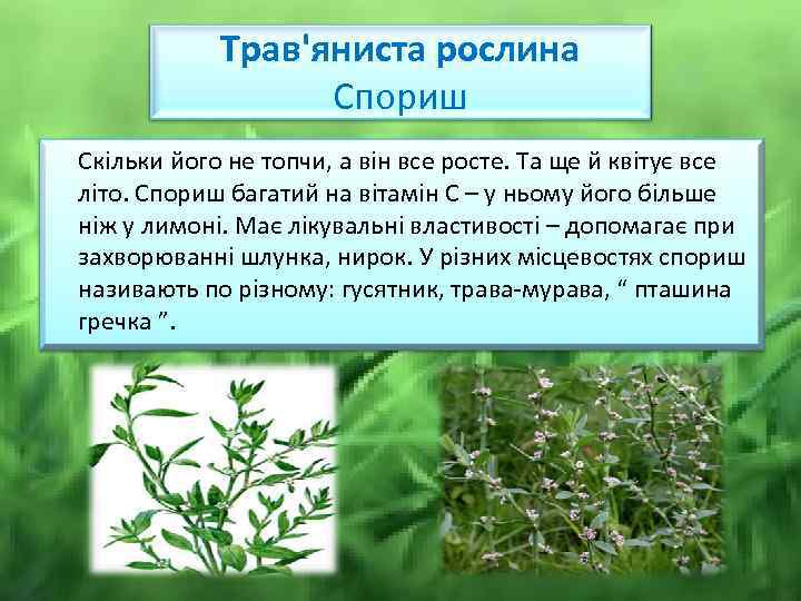 Трав'яниста рослина Спориш Скільки його не топчи, а він все росте. Та ще й