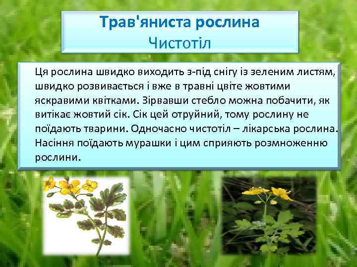 Трав'яниста рослина Чистотіл Ця рослина швидко виходить з-під снігу із зеленим листям, швидко розвивається