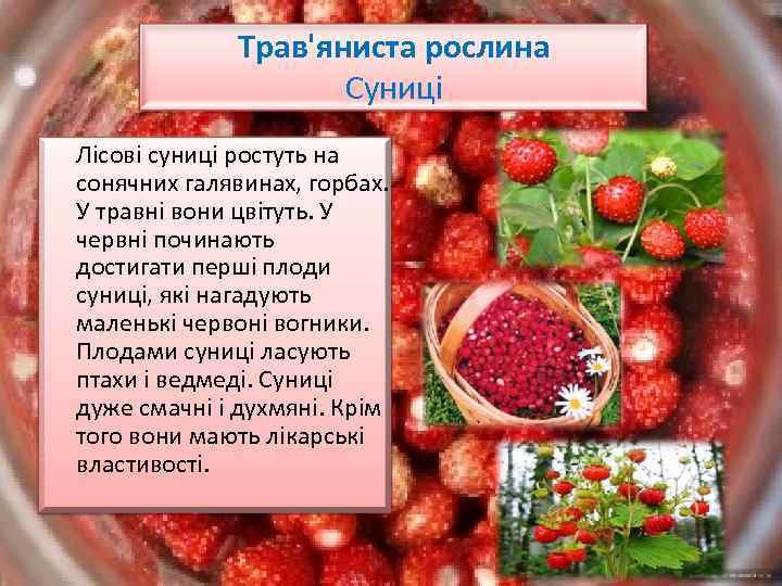 Трав'яниста рослина Суниці Лісові суниці ростуть на сонячних галявинах, горбах. У травні вони цвітуть.