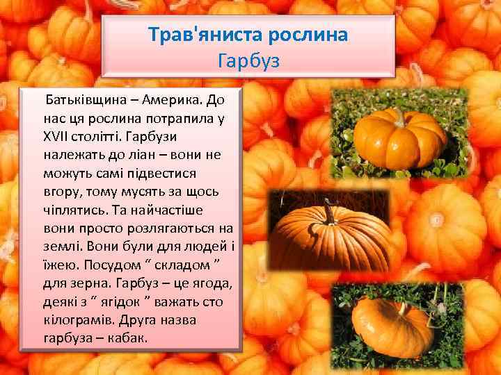 Трав'яниста рослина Гарбуз Батьківщина – Америка. До нас ця рослина потрапила у ХVII столітті.