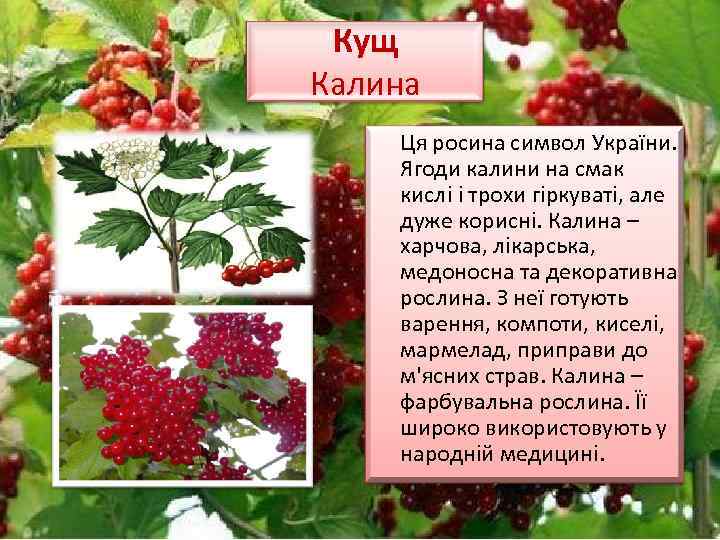 Кущ Калина Ця росина символ України. Ягоди калини на смак кислі і трохи гіркуваті,