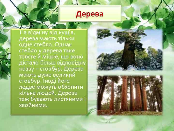 Дерева На відміну від кущів, дерева мають тільки одне стебло. Однак стебло у дерева