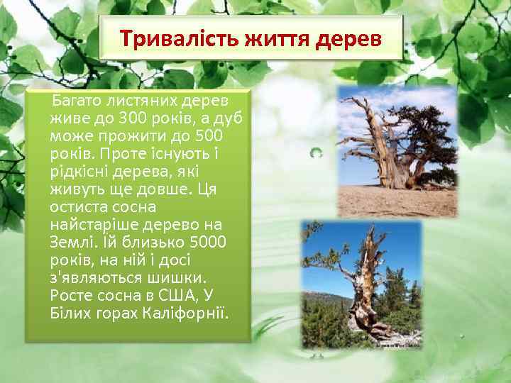 Тривалість життя дерев Багато листяних дерев живе до 300 років, а дуб може прожити