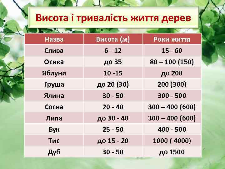 Висота і тривалість життя дерев Назва Слива Осика Яблуня Висота (м) 6 - 12