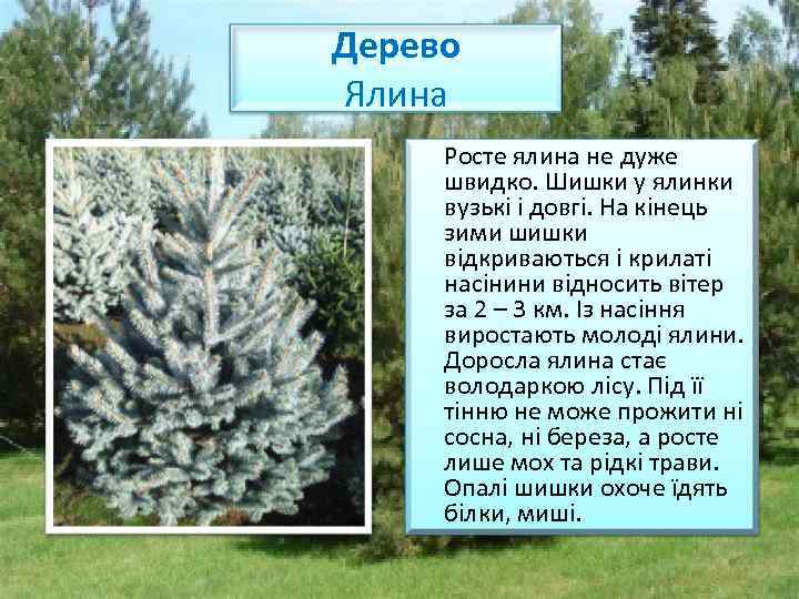 Дерево Ялина Росте ялина не дуже швидко. Шишки у ялинки вузькі і довгі. На