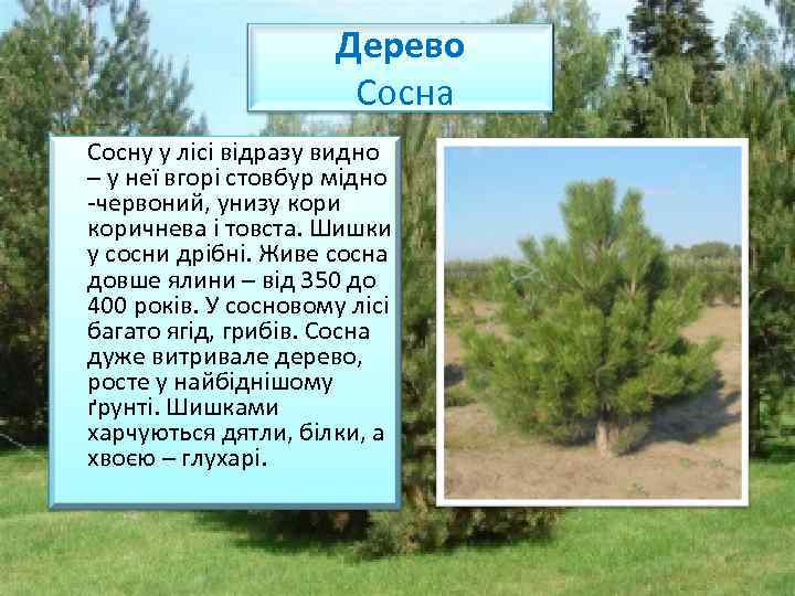 Дерево Сосна Сосну у лісі відразу видно – у неї вгорі стовбур мідно -червоний,