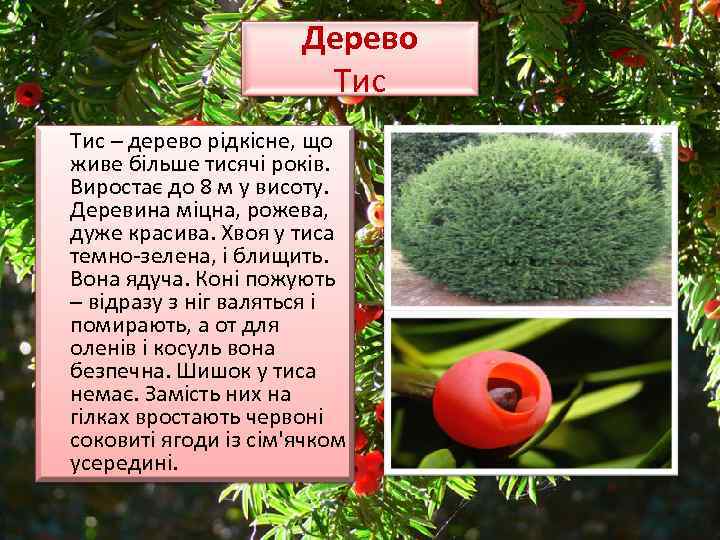 Дерево Тис – дерево рідкісне, що живе більше тисячі років. Виростає до 8 м