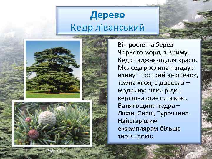 Дерево Кедр ліванський Він росте на березі Чорного моря, в Криму. Кедр саджають для