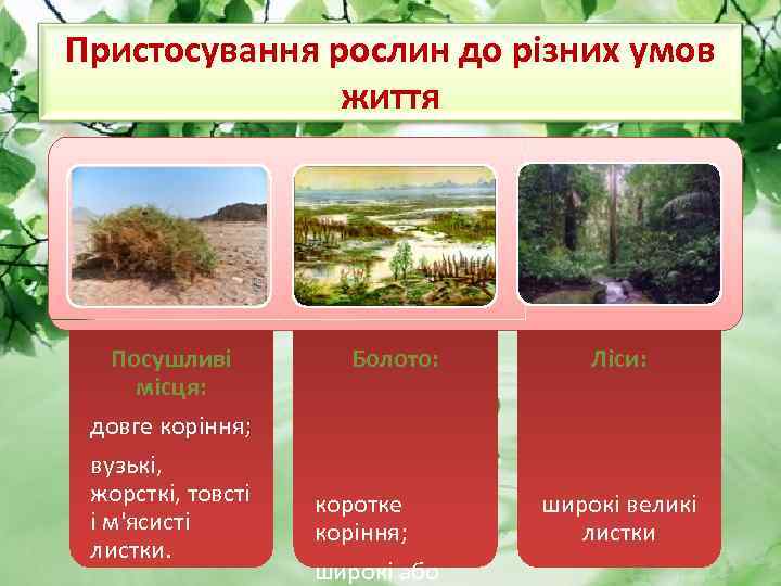 Пристосування рослин до різних умов життя Посушливі місця: довге коріння; вузькі, жорсткі, товсті і