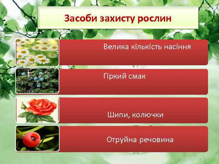 Засоби захисту рослин Велика кількість насіння Гіркий смак Шипи, колючки Отруйна речовина 