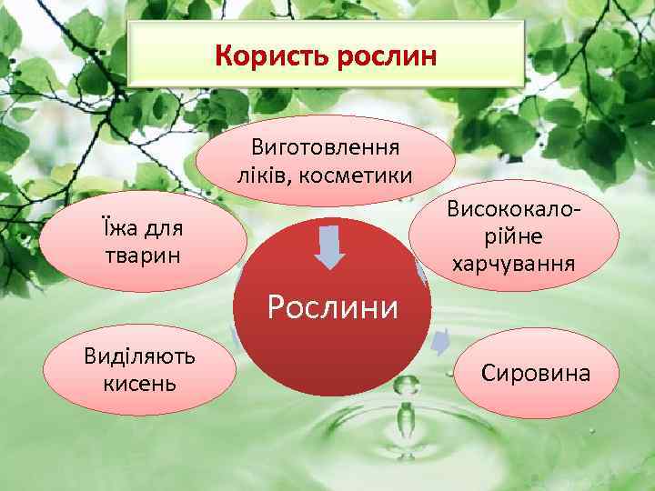 Користь рослин Виготовлення ліків, косметики Висококалорійне харчування Їжа для тварин Рослини Виділяють кисень Сировина