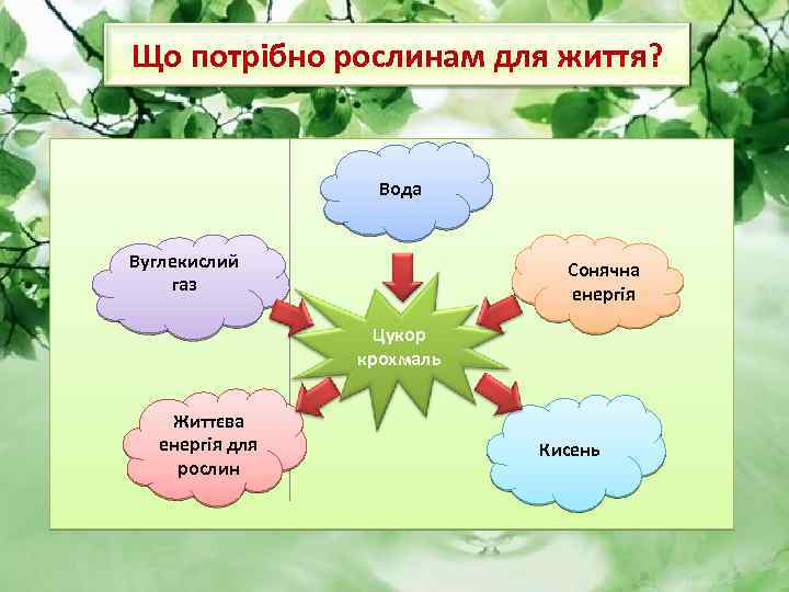 Що потрібно рослинам для життя? Вода Вуглекислий газ Сонячна енергія Цукор крохмаль Життєва енергія