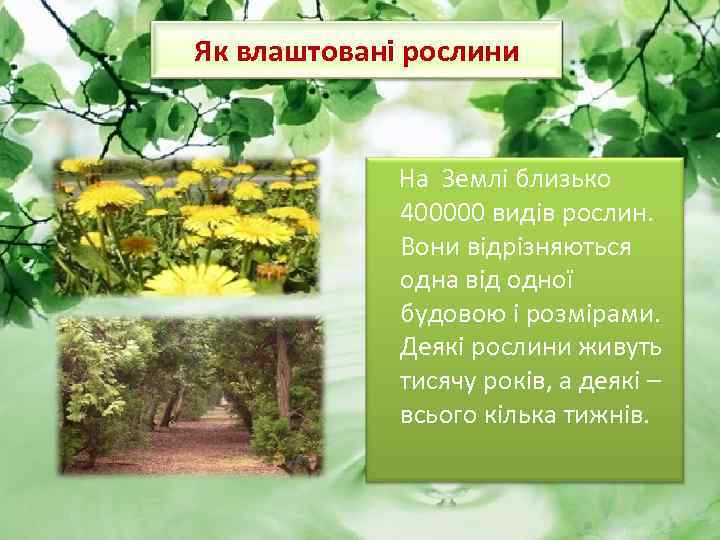 Як влаштовані рослини На Землі близько 400000 видів рослин. Вони відрізняються одна від одної