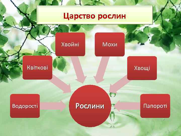 Царство рослин Хвойні Мохи Квіткові Водорості Хвощі Рослини Папороті 