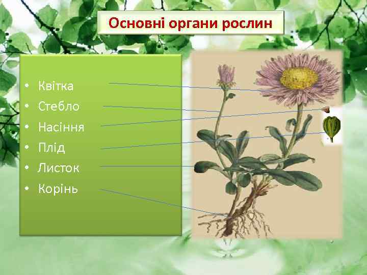 Основні органи рослин • • • Квітка Стебло Насіння Плід Листок Корінь 