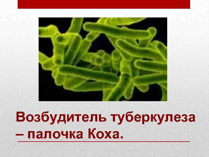 Какой тип питания характерен для палочки коха изображенной на рисунке обоснуйте свой ответ