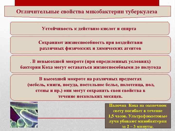 Отличительные свойства микобактерии туберкулеза Устойчивость к действию кислот и спирта Сохраняют жизнеспособность при воздействии