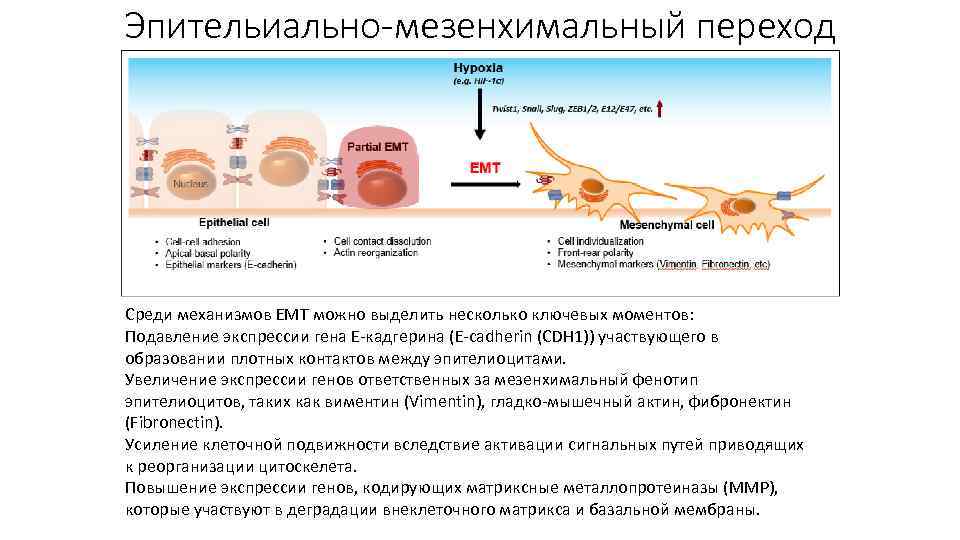 Виды опухолевого роста схема