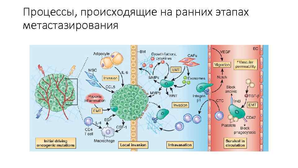 Подпишите картинки виды опухолевого роста