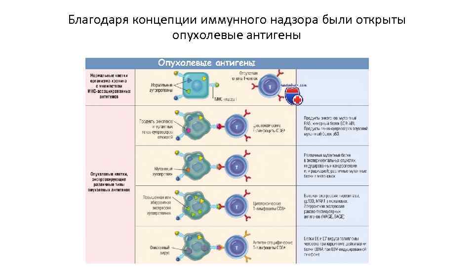 Протокол иммунологической комиссии образец