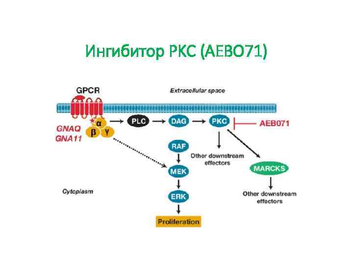 Ингибитор PKC (AEBO 71) 