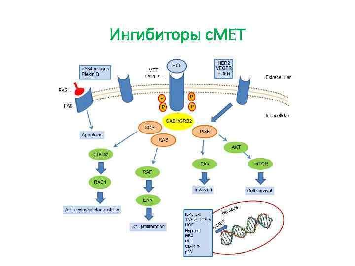 Ингибиторы c. MET 