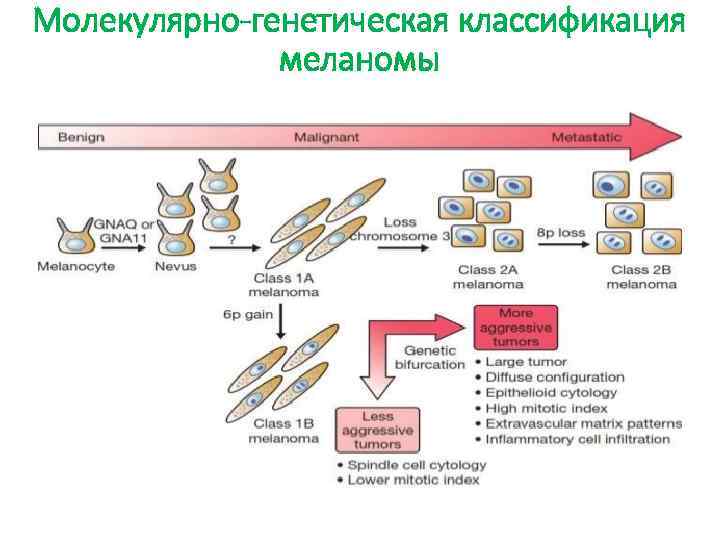 Молекулярно-генетическая классификация меланомы 