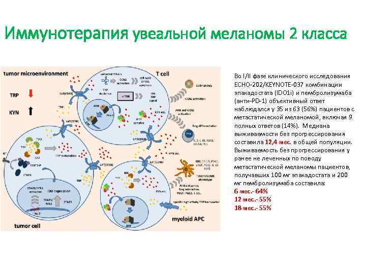 Иммунотерапия увеальной меланомы 2 класса Во I/II фазе клинического исследования ECHO-202/KEYNOTE-037 комбинации эпакадостата (IDO
