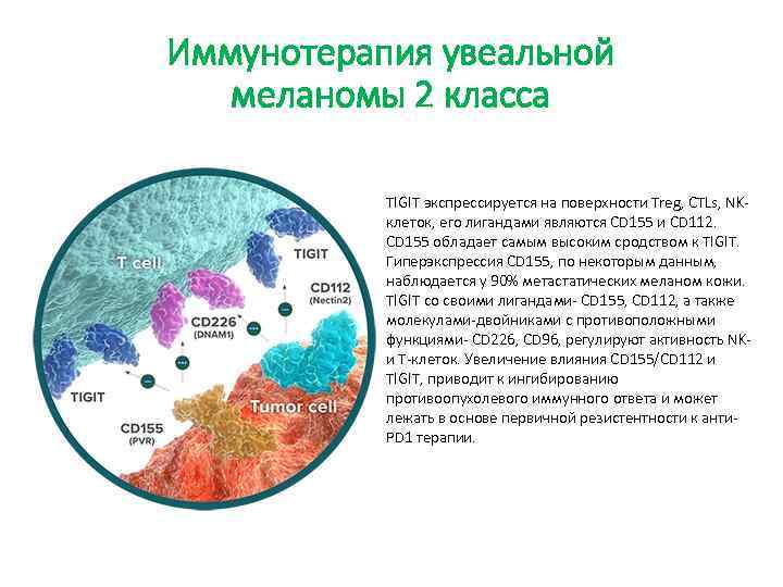 Иммунотерапия увеальной меланомы 2 класса TIGIT экспрессируется на поверхности Treg, CTLs, NKклеток, его лигандами