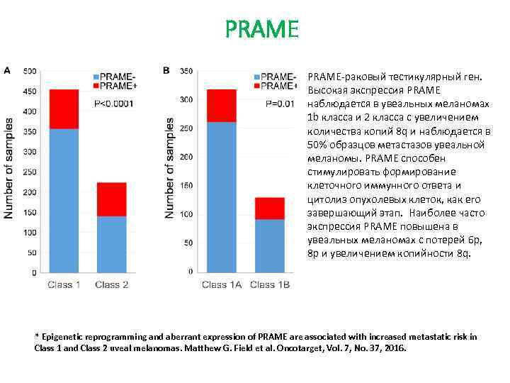 PRAME-раковый тестикулярный ген. Высокая экспрессия PRAME наблюдается в увеальных меланомах 1 b класса и
