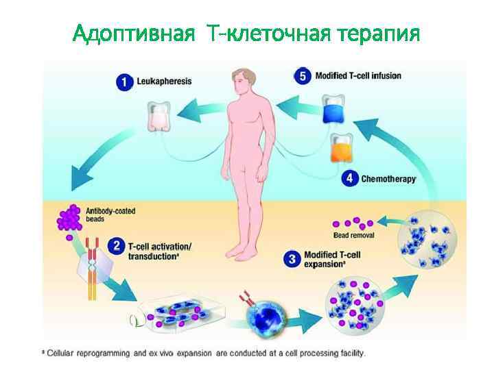 Адоптивная Т-клеточная терапия 