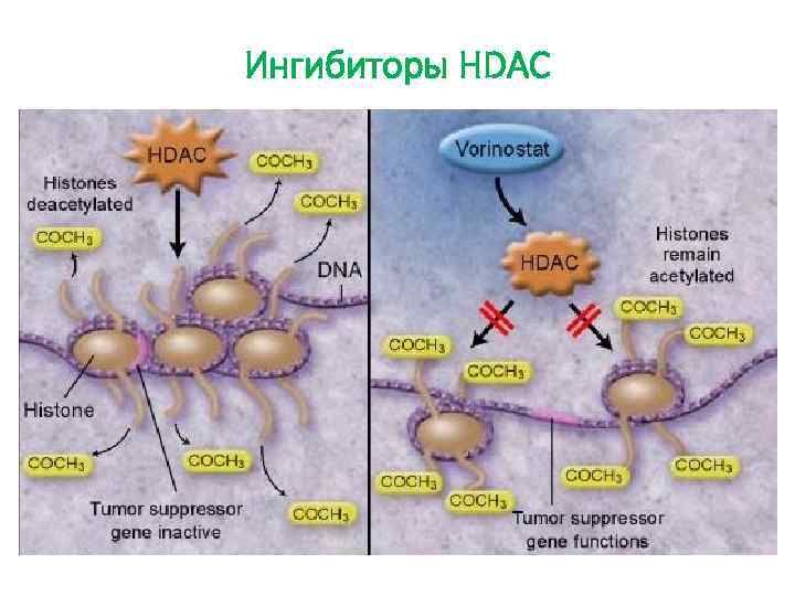 Ингибиторы HDAC 