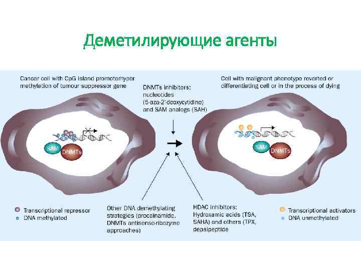 Деметилирующие агенты 