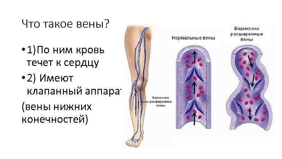 Что такое вены? • 1)По ним кровь течет к сердцу • 2) Имеют клапанный