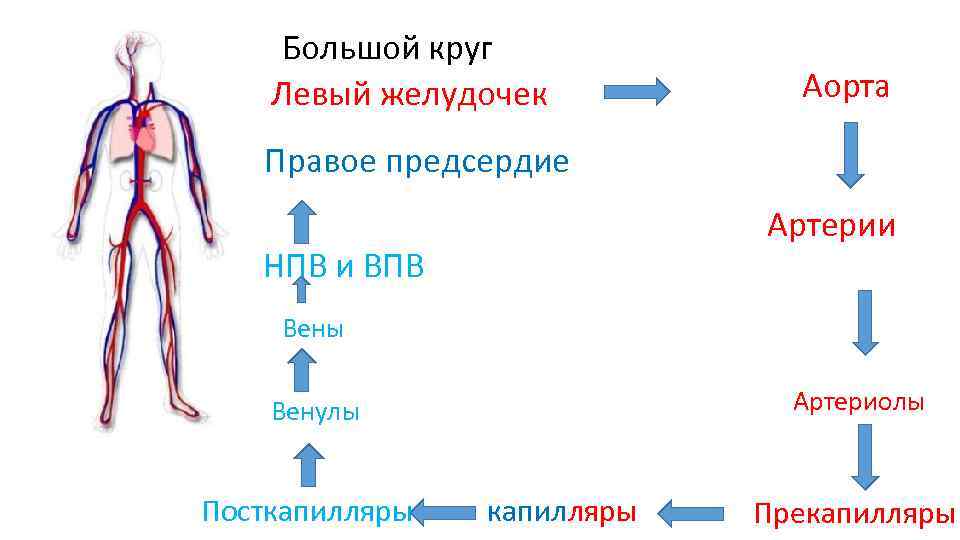 Левый желудочек аорта. Аорта и нижняя полая Вена. Аорта большой круг кровообращения. Аорта артерии артериолы.