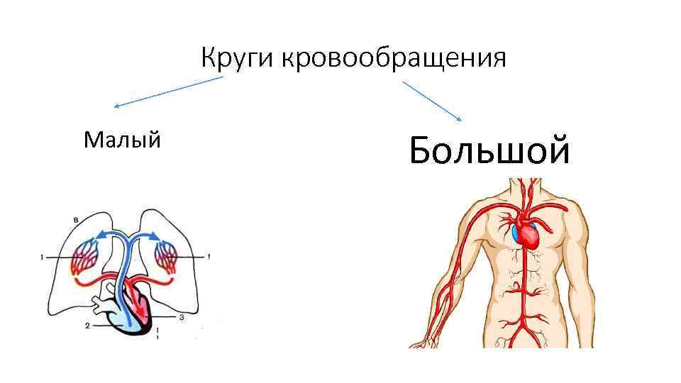 Сосуды малого круга кровообращения анатомия схема