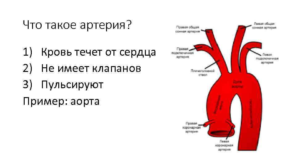 Схема артерий дуги аорты